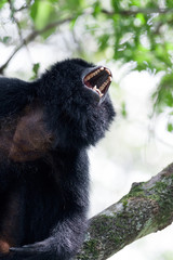 macho de mono aullador negro (Alouatta caraya )