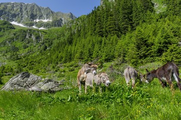 Two donkeys mating in the mountains