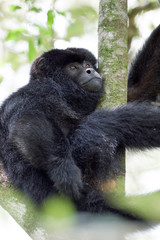 macho de mono aullador negro (Alouatta caraya )