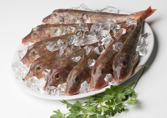 Hen of sea on the dish with ice
