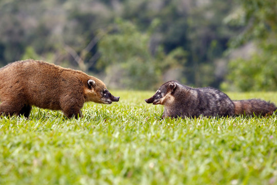 coaties peleando