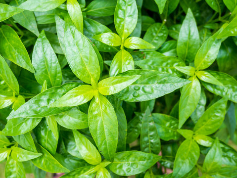fresh herbal plant leaves Andrographis paniculata