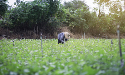 Thai local farmer harvesting a sweet potato(yams) in a field,filtered image,selective focus,light effect added