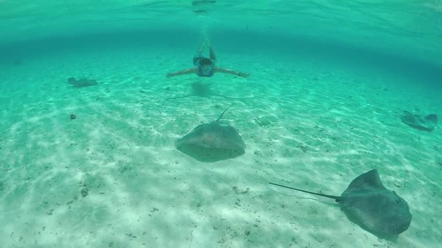 SLOW MOTION: Young man snorkeling underwater with stingrays and sharks