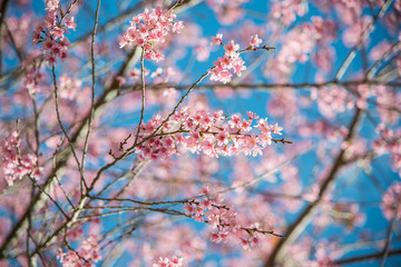 Sakura Thailand Prunus cerasoides, Prunus puddum