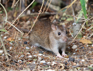 Close up of a wild Brown Rat