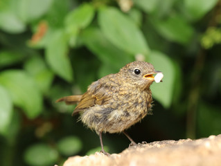 Close up of a baby Robin eating suet on a tree trunk
