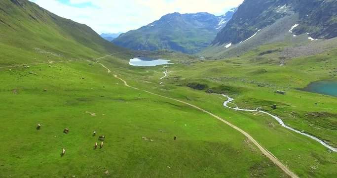 Aerial 4k - Val Viola (IT) - panoramica della valle con mucche al pascolo