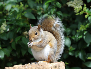 Naklejka na ściany i meble Close up of a male Grey Squirrel on a tree stump