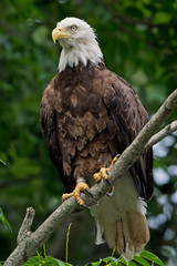 Eagle perched in a tree at Conowingo Dam, MD