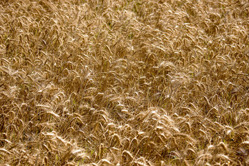 wheat field on top