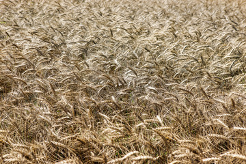 wheat field on top