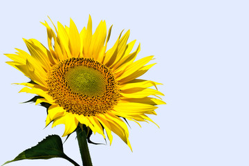 Obraz premium Sunflower with sky background