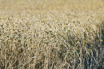 ears of wheat in  field