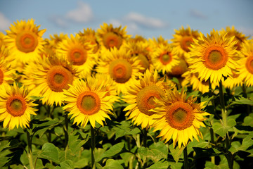 Sunflowers on an early morning in a field