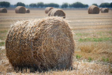Round bales of hay in the autumn field