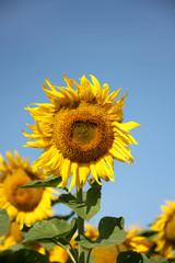 Sunflower on an early morning in a field