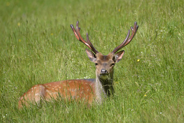 Buck fallow deer (Dama dama) lying in grass