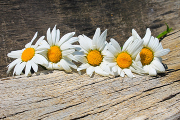 Obraz premium White camomile flowers on wooden background