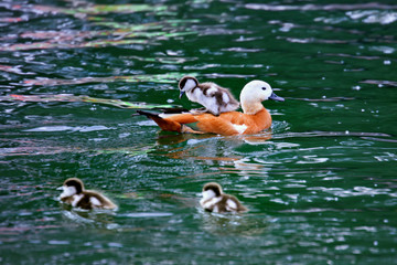 Ogar or red duck with ducklings swimming in pond - obrazy, fototapety, plakaty