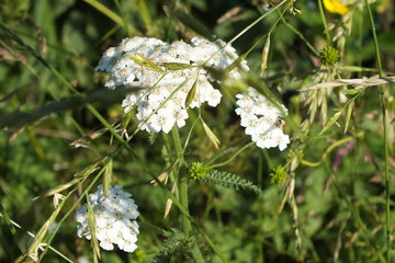 yarrow, inflorescence, flower, umbrella, medicine, grass, meadow, clearing © tanzelya888