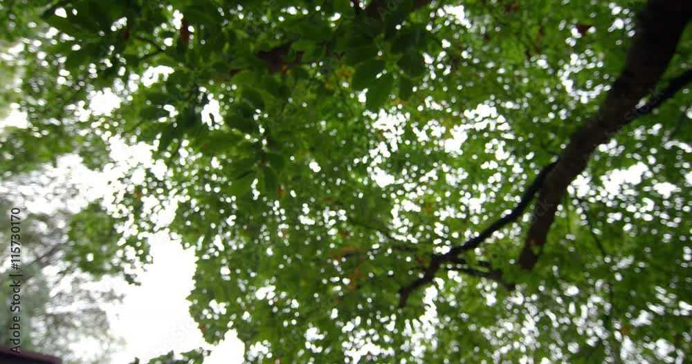 Poster low angle view of leaves on a tall tree
