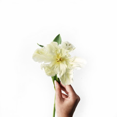 white tulip in girl's hand on white background. Flat lay, top view