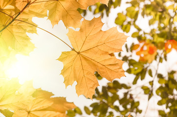 Naklejka na ściany i meble Maple yellow autumn leaves