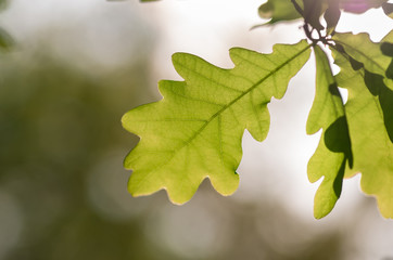 green oak leaves