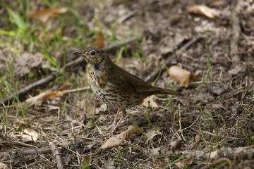 Turdus philomelos, Grive musicienne, Song Trush