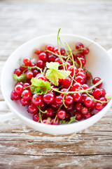 Red currant