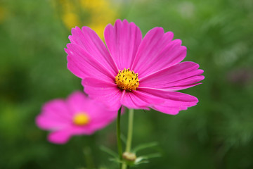 Obraz premium Pink Cosmos bipinnatus flower in the garden