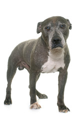 old pitbull in studio