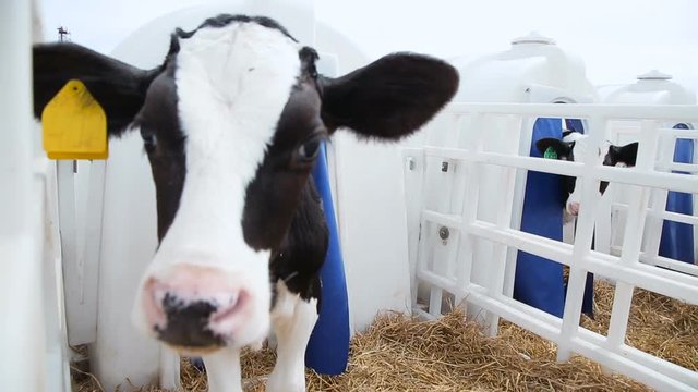 calf posing for the camera
