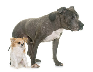 old pitbull and chihuahua