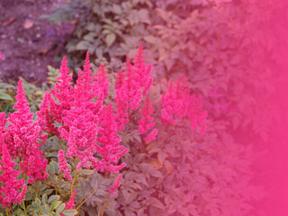 Pink Flower Background