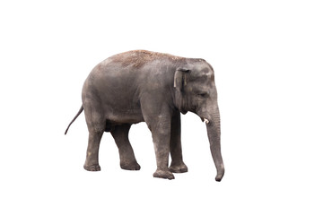 Fototapeta premium Baby elephant isolated on white background