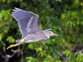 Juvenile Black-crowned Night Heron in Flight