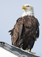 Bald Eagle 