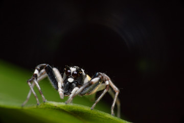 Spider,jumping Spider
