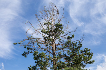 Pine tree top against blue sky and white clouds