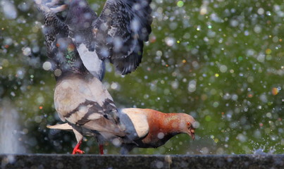pigeon drinking water on fountain