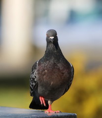 pigeon