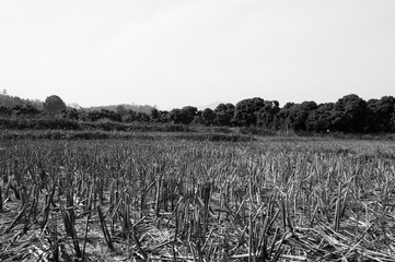 Rice Drought black and white background.