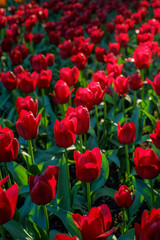 Red tulips glowing in backlight in sunny morning