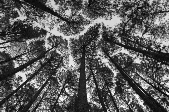 Fototapeta Pine forest black and white background.  