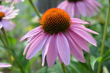 Obraz premium Sonnenhut