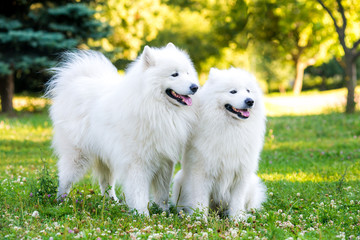 Samoyed two dogs in the park