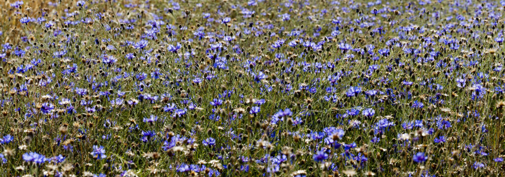 Kornblumen