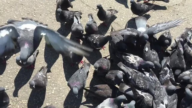 Куча голубей слетелась на угощение семечками